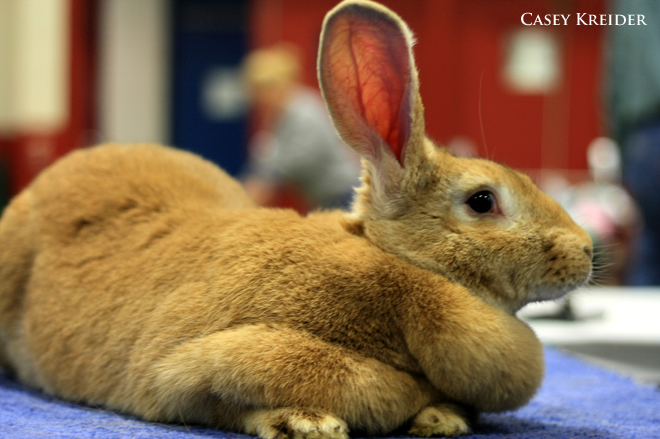 the-flemish-giant-blogs-lancasteronline