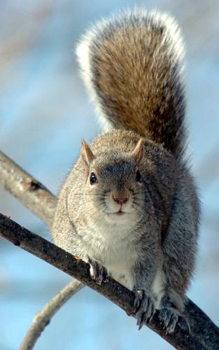Tracking the predators of gray squirrels | Lifestyle 