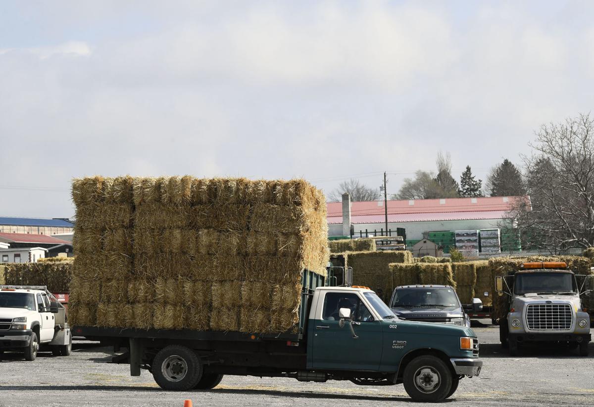 Livestock auction draws crowds in New Holland despite ongoing COVID19