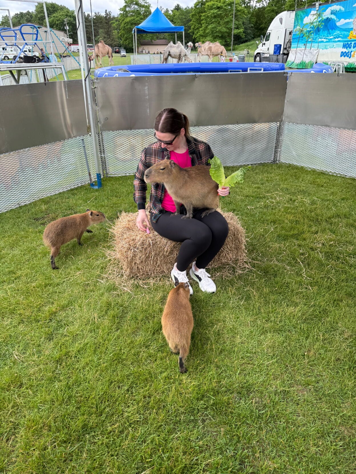 Capybaras Are Coming To Elizabethtown Fair Here Are The Details capybaras-are-coming-to-elizabethtown-fair-here-are-the-details