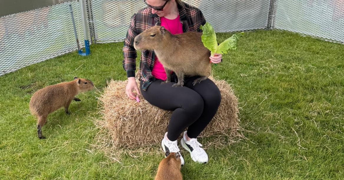Capybaras are coming to Elizabethtown Fair; here are the details Aug 19, 2026