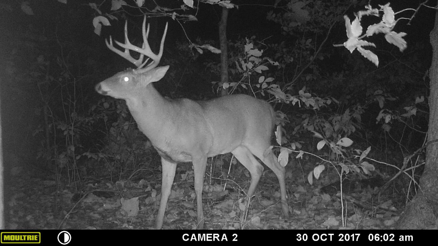 Potentially biggestever PA archery season opens Oct. 2 Outdoors