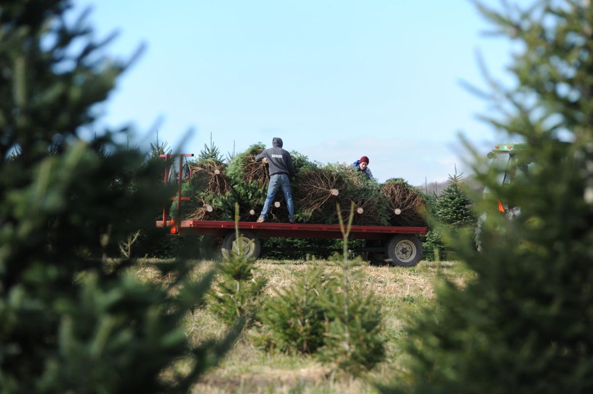 vote when do you put up your christmas tree together