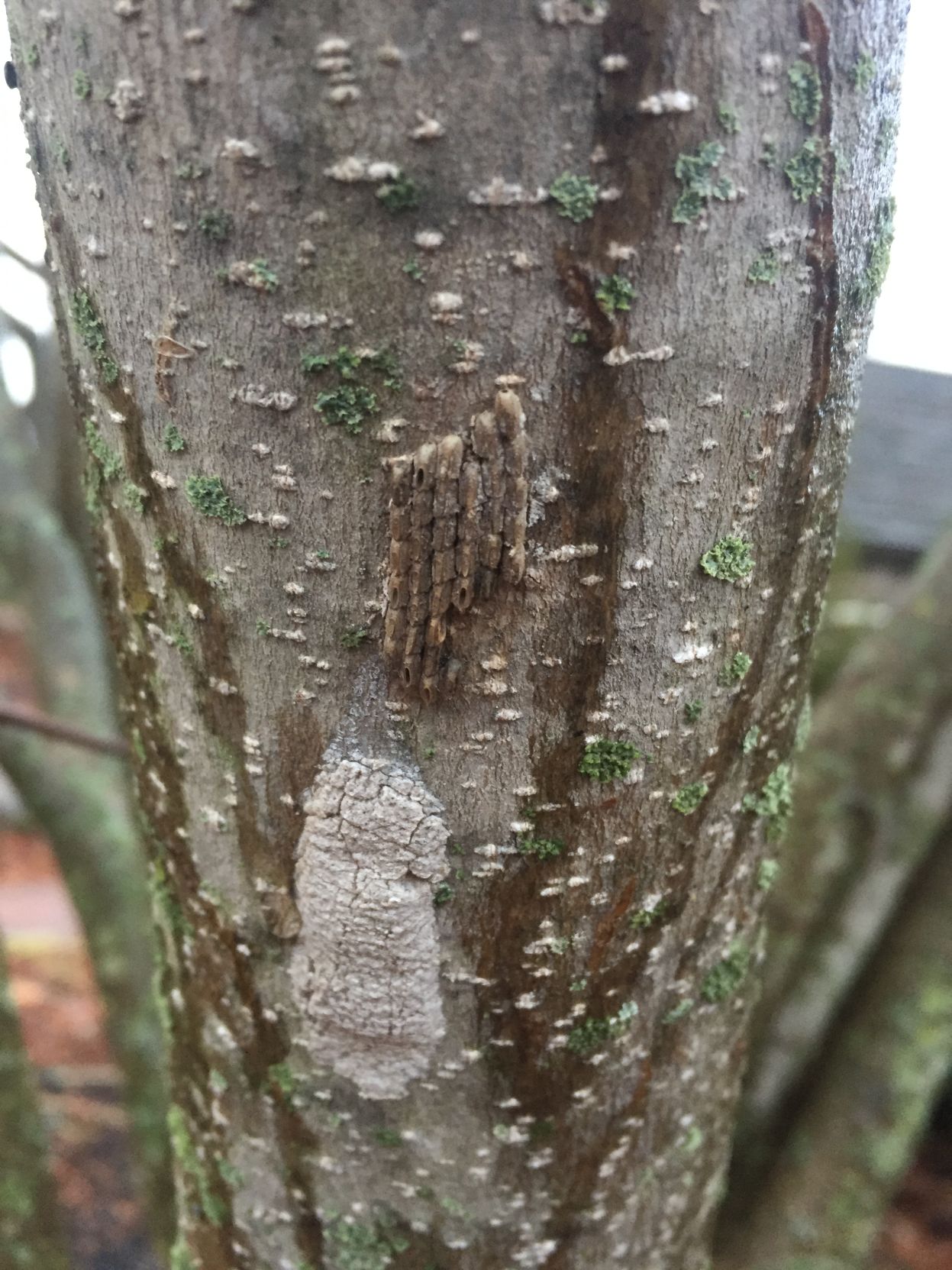spotted lantern fly tree damage