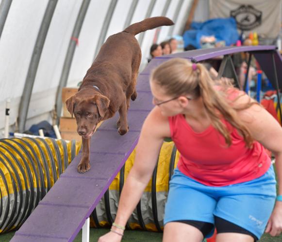 Rocky Creek Dog Agility 7.jpg