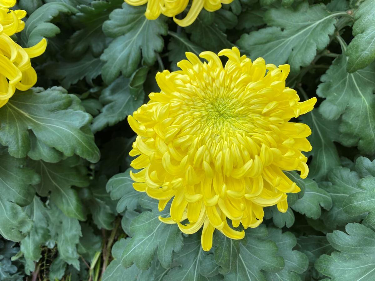 Longwood Gardens Chrysanthemum Show Has The World S 2nd Largest Mum Plus 50 Rare Cultivars Photos Video Food Living Lancasteronline Com