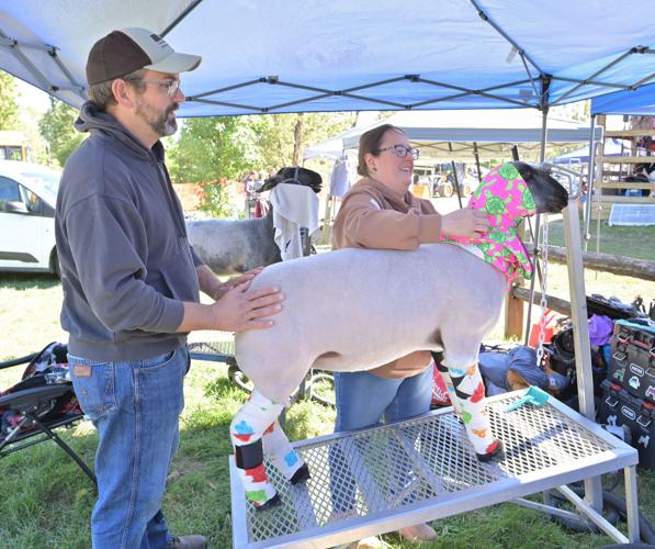 Manheim Farm Show livestock [photos] | Local News | lancasteronline.com