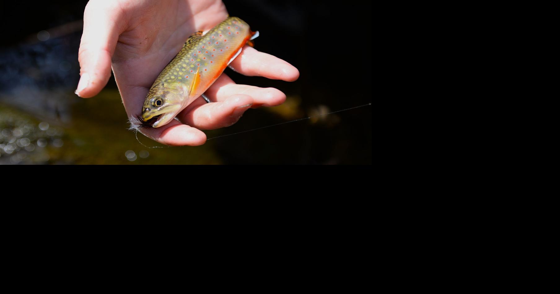 Pa. to raise minimum legal trout size to protect wild brook trout [column]