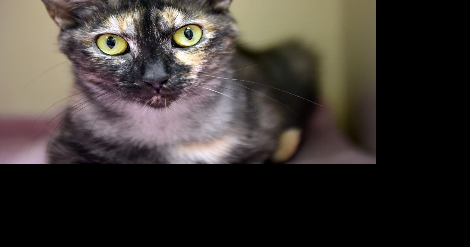 PET OF THE WEEK Momma cat needs nurturing, too Life & Culture