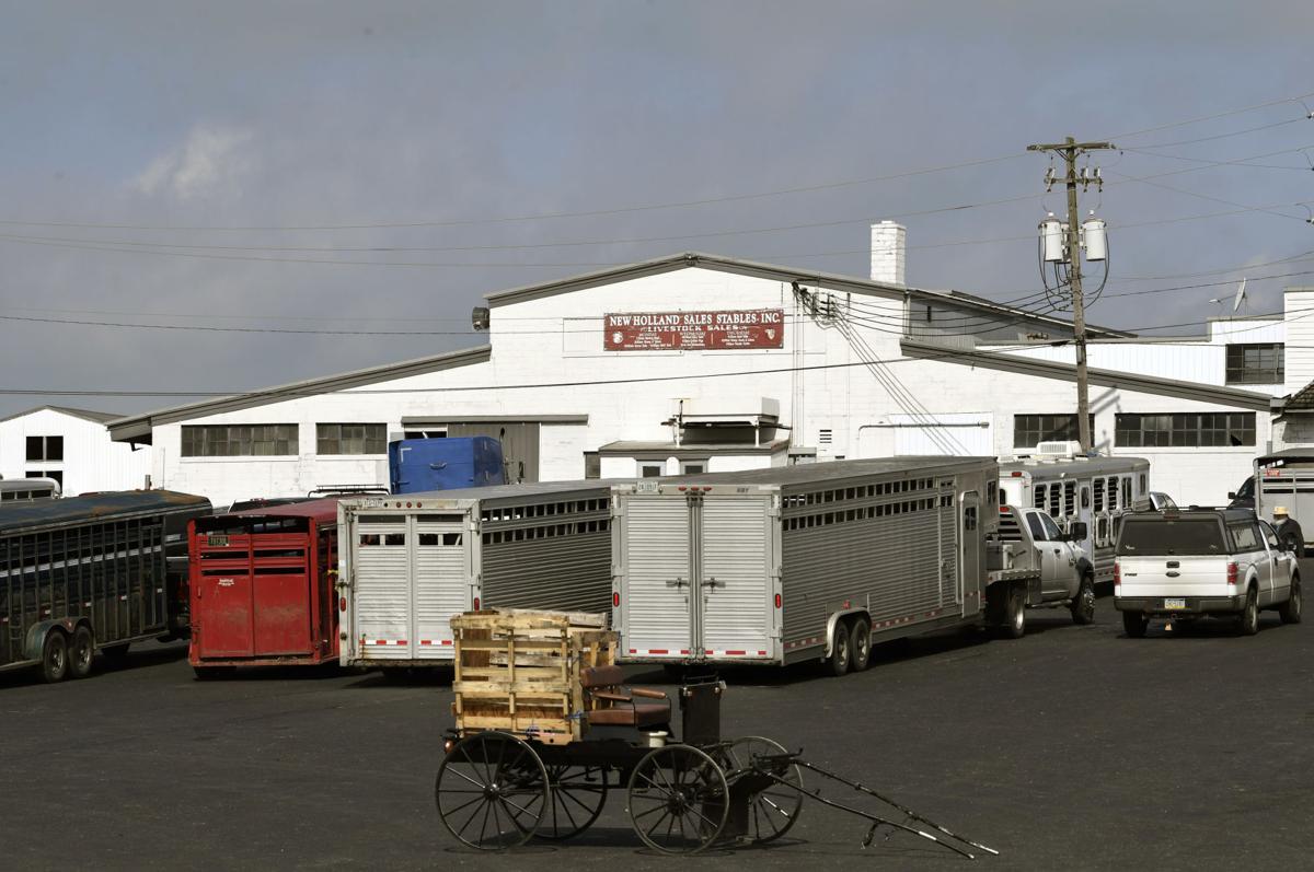 Livestock auction draws crowds in New Holland despite ongoing COVID19