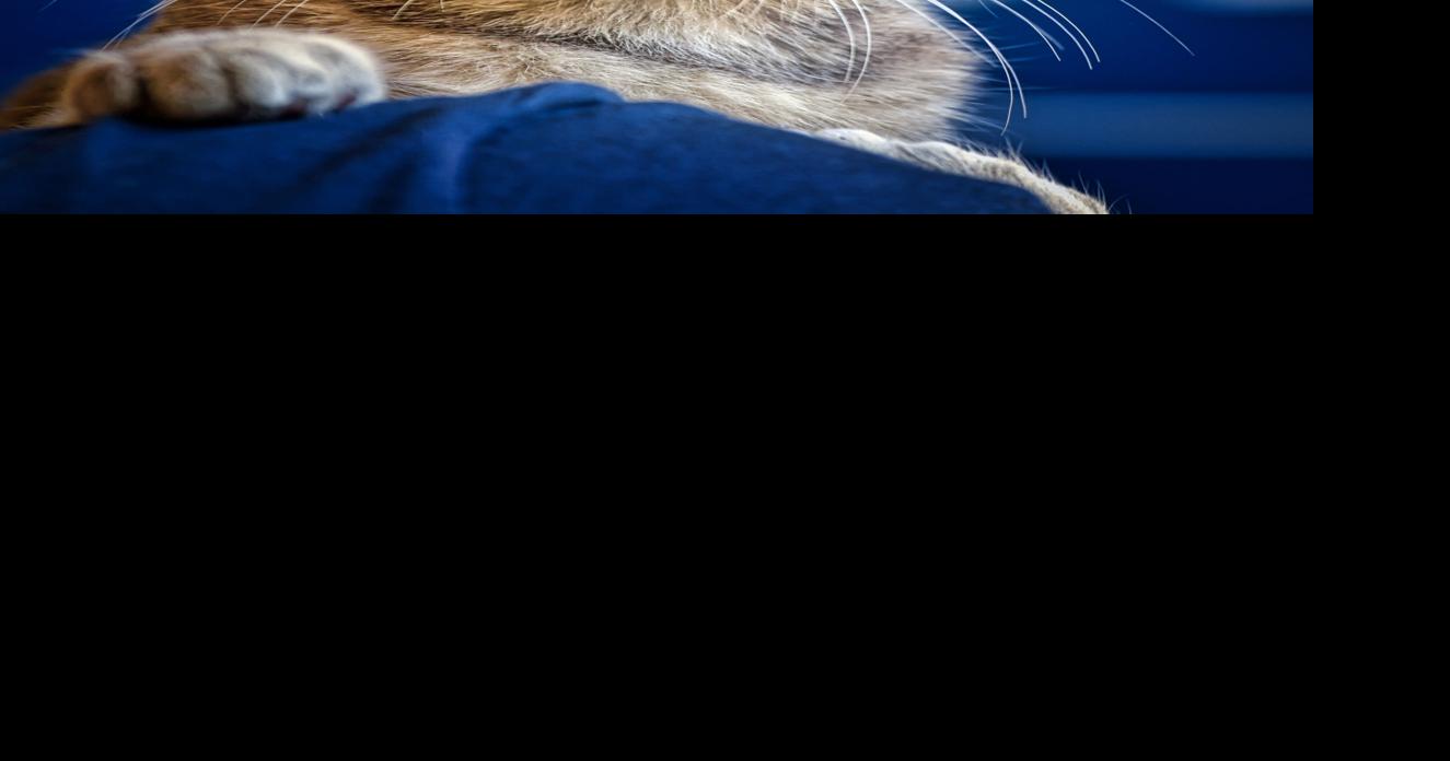 Pet of the week Adopt Kolten, a 3monthold kitten Local News