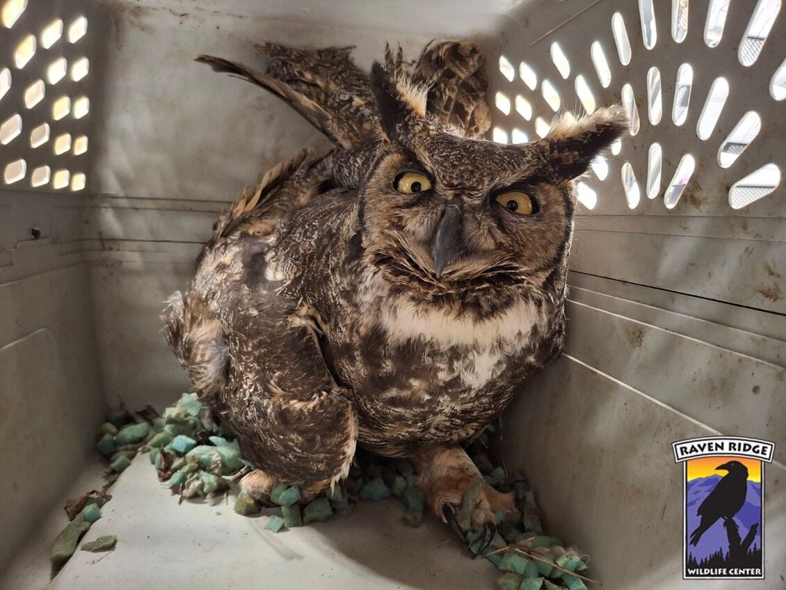 Injured great horned owl mom fosters two owlets at Raven Ridge in