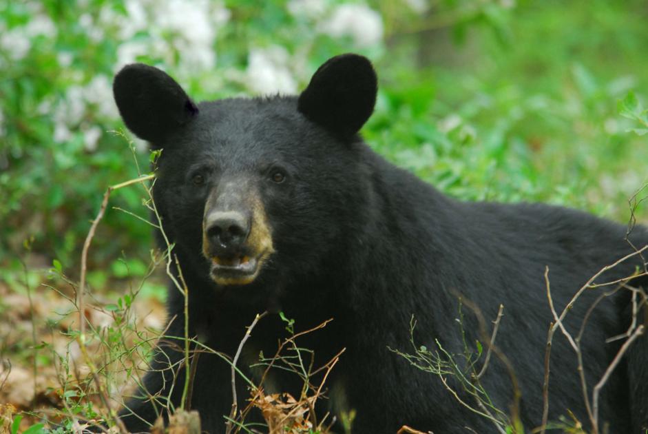 Video Of Bear Hunt With A Spear Causes Turmoil In The Hunting