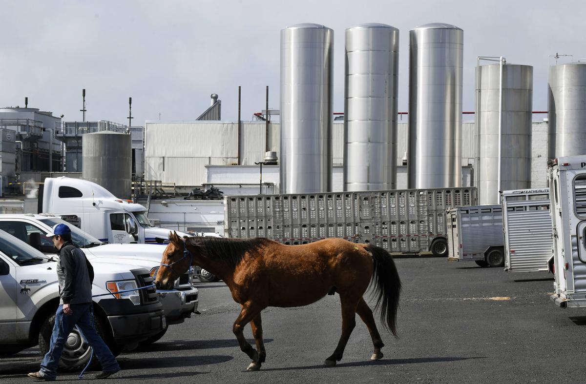 Livestock auction draws crowds in New Holland despite ongoing COVID19