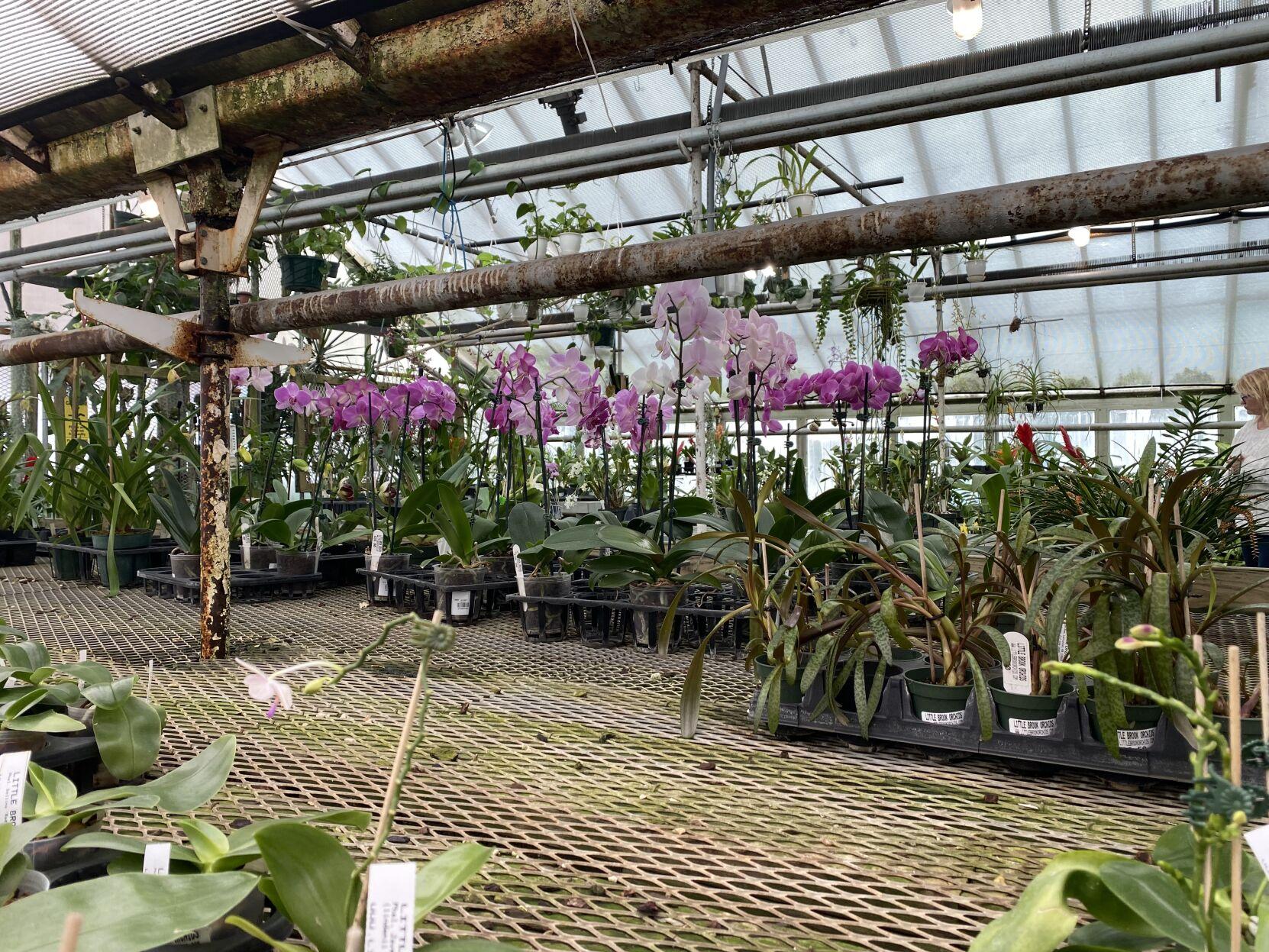 A tour inside Lancaster's orchidfilled greenhouses; learn how to grow