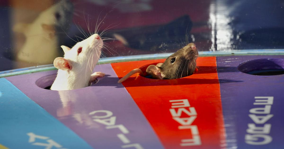 Oh, rats! New Holland Fair entertains with rides, rodents | News ...