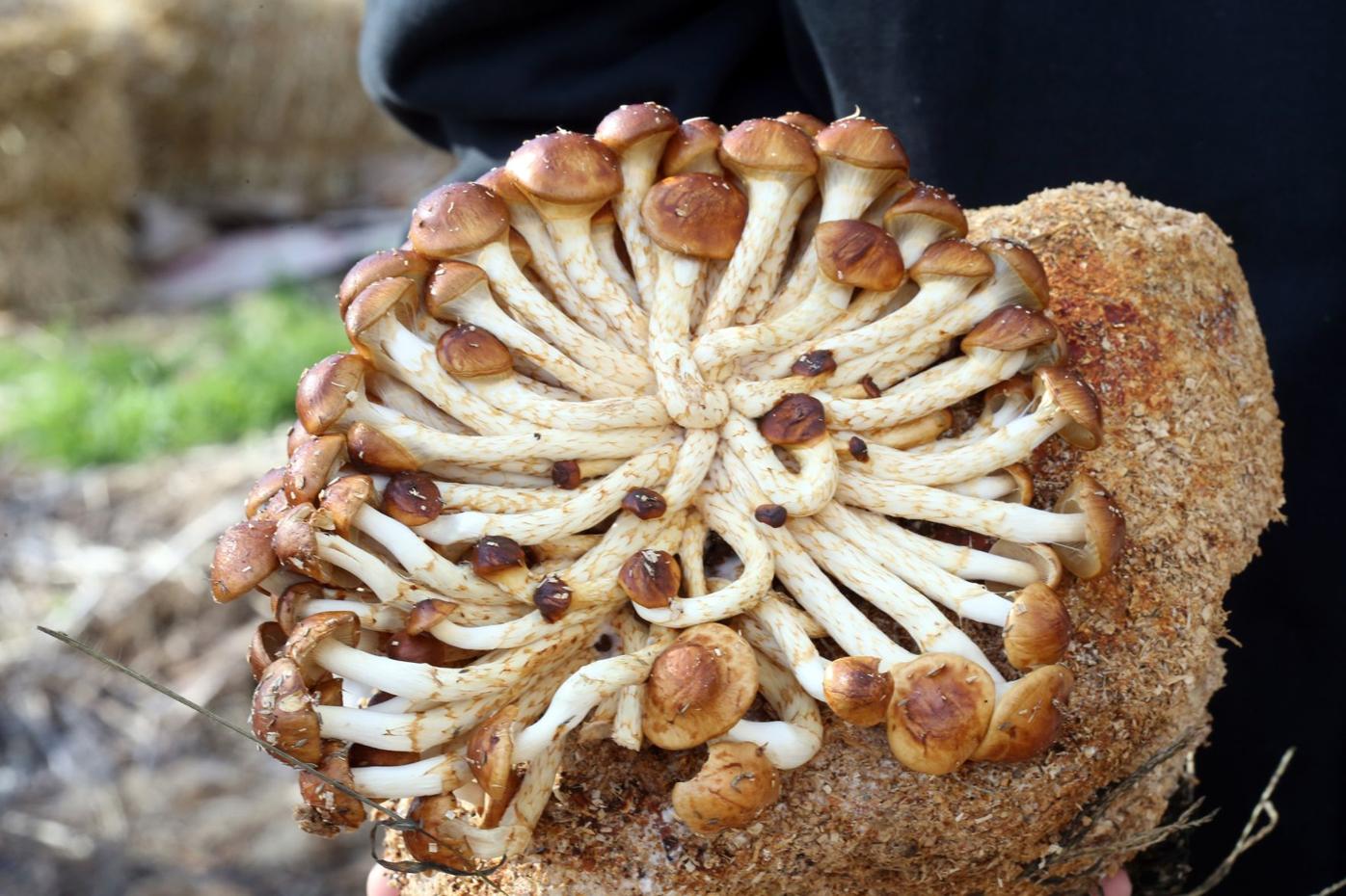 Interview: William Padilla-Brown on DIY fungi | Sunday | lancasteronline.com