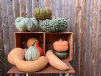 A guide to eight varieties of locally grown winter squash, including neck pumpkin