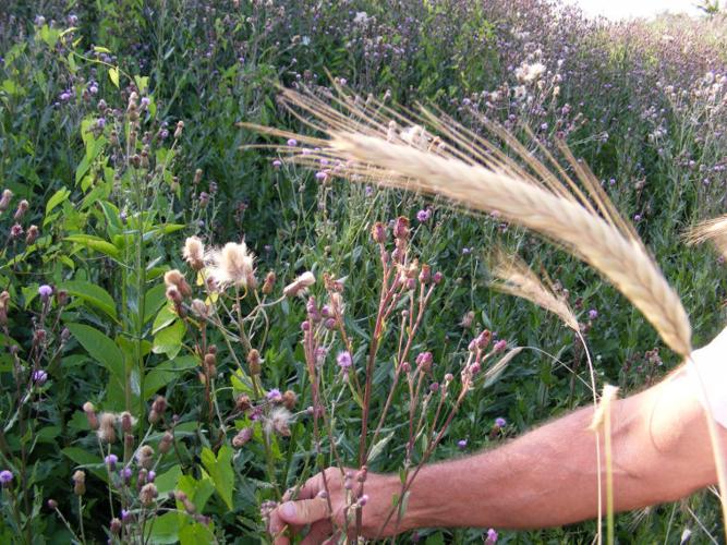 Nelson Rohrer Watchdog: Farmer questions Manheim Township's weed management at ...
