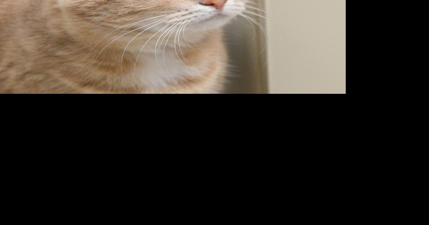 Pet of the week Adopt Zelda, a domestic shorthaired cat Local News