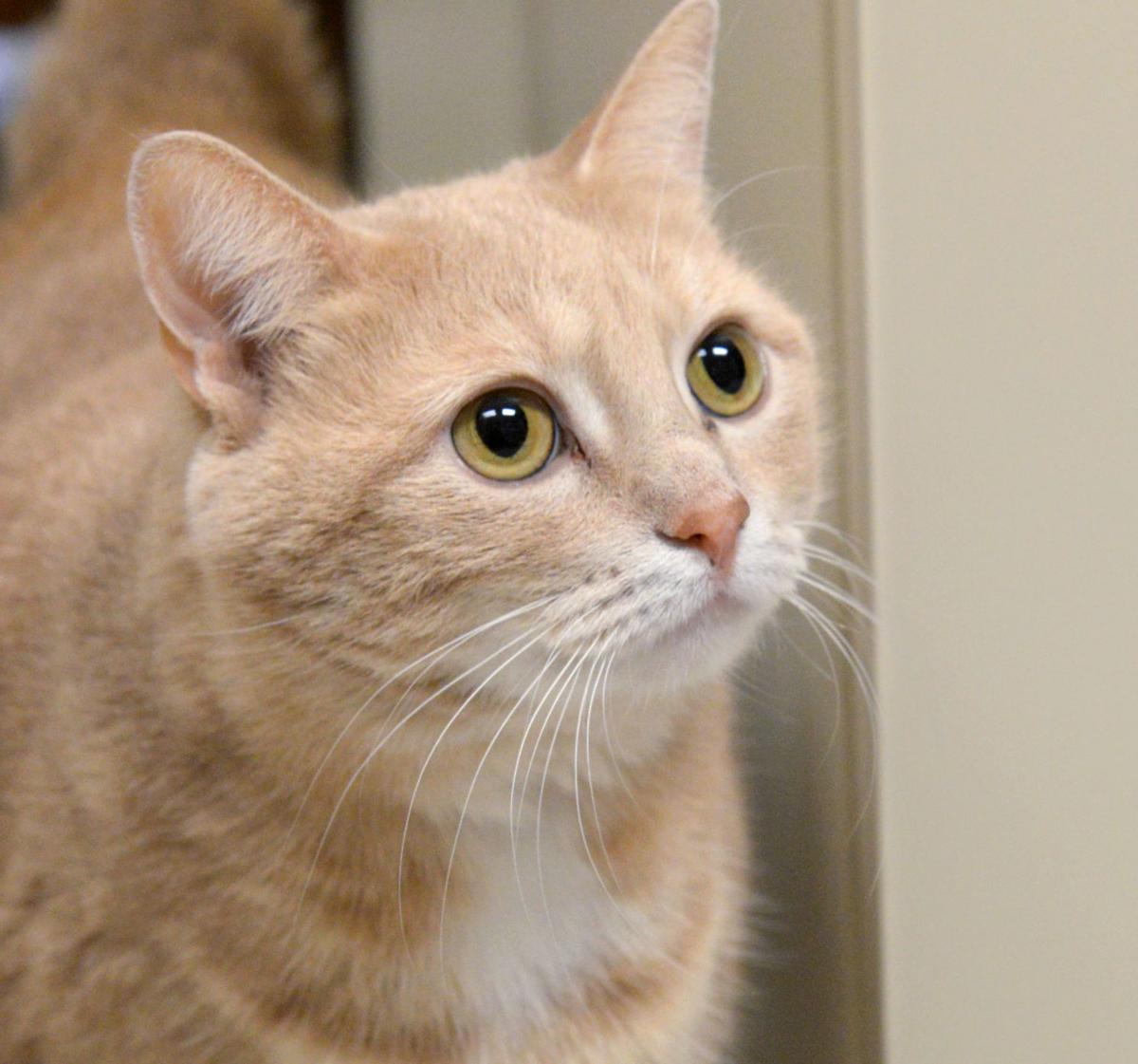 Pet Of The Week Adopt Zelda A Domestic Shorthaired Cat Local