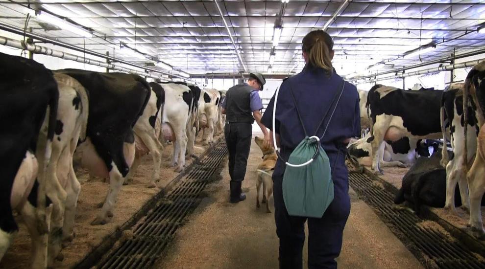 A day in the life of a large-animal veterinarian | Local News