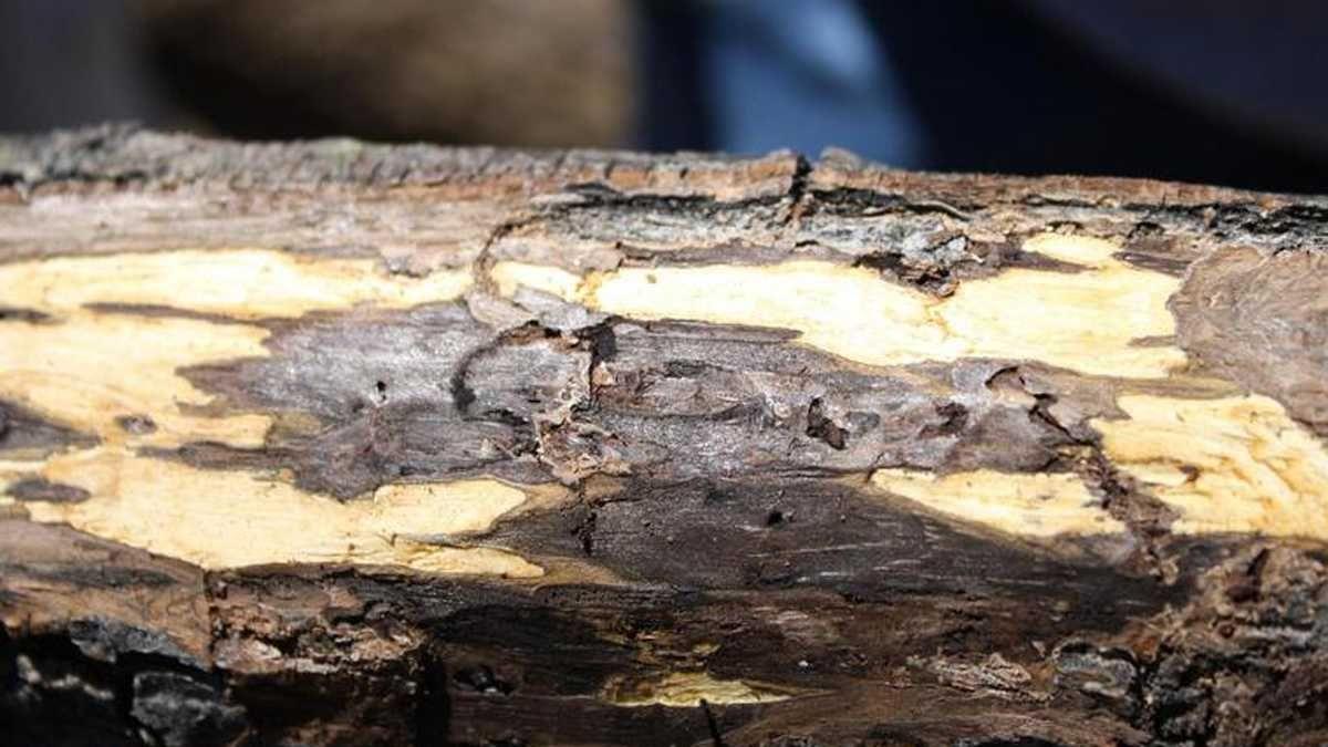 Discovery Of Tree Disease In Lancaster County Results In