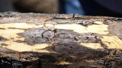 disease cankers thousand walnut tree quarantine prompts pa wood lancasteronline whyy trees