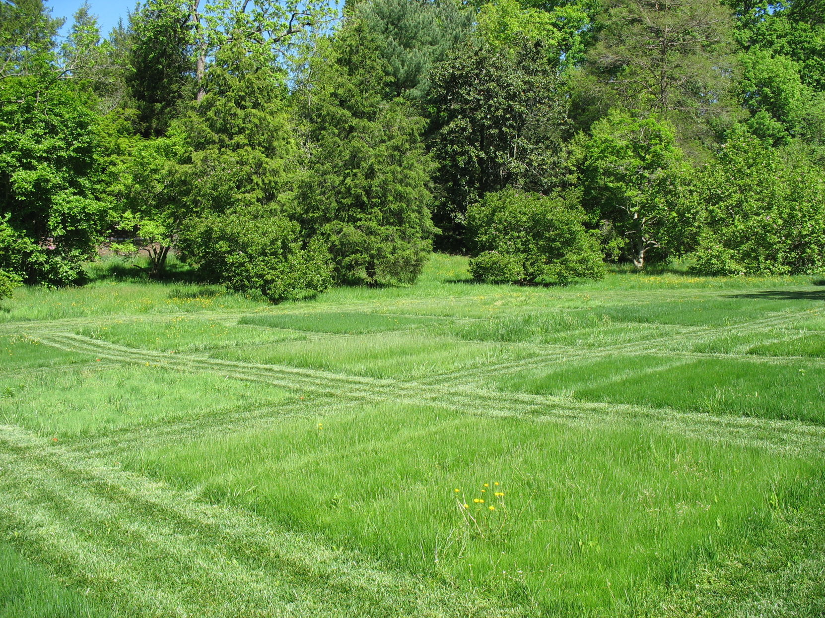 No mow fescue cheap grass