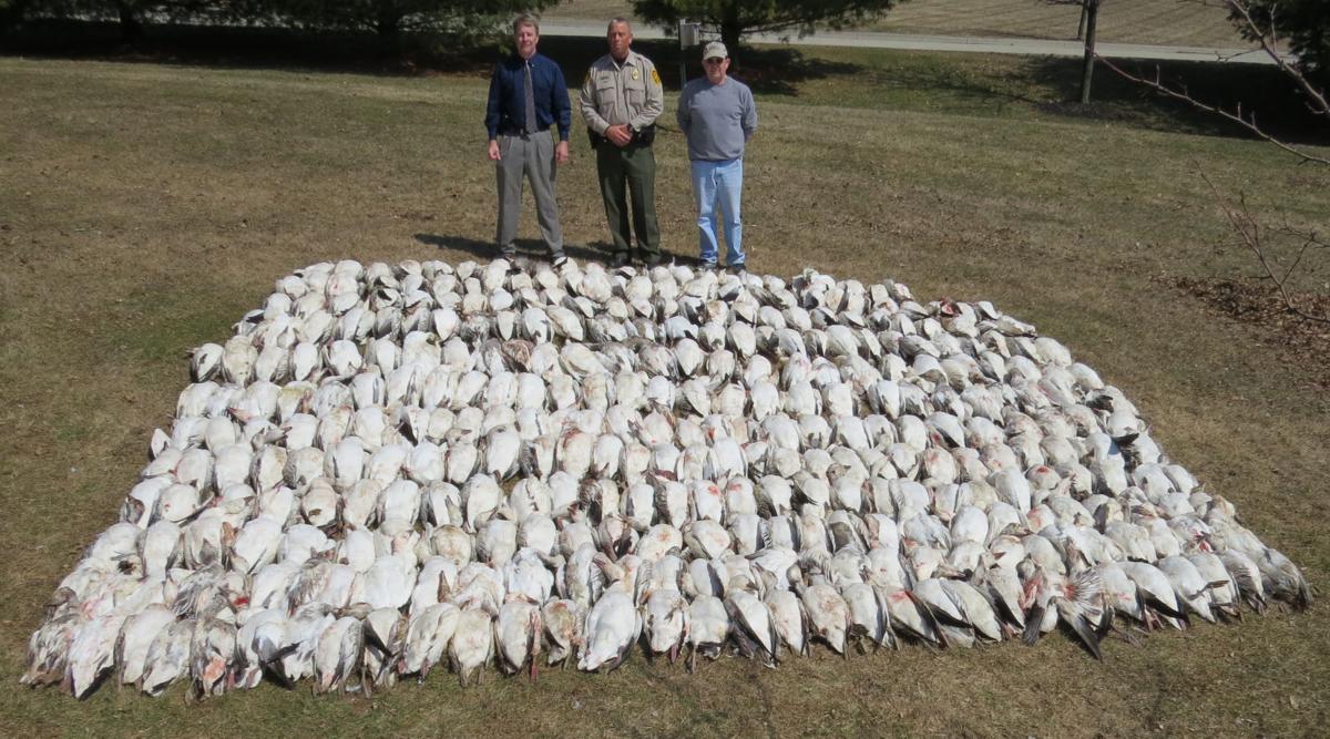 Hunters fined 55,000 for killing 265 snow geese over the legal limit