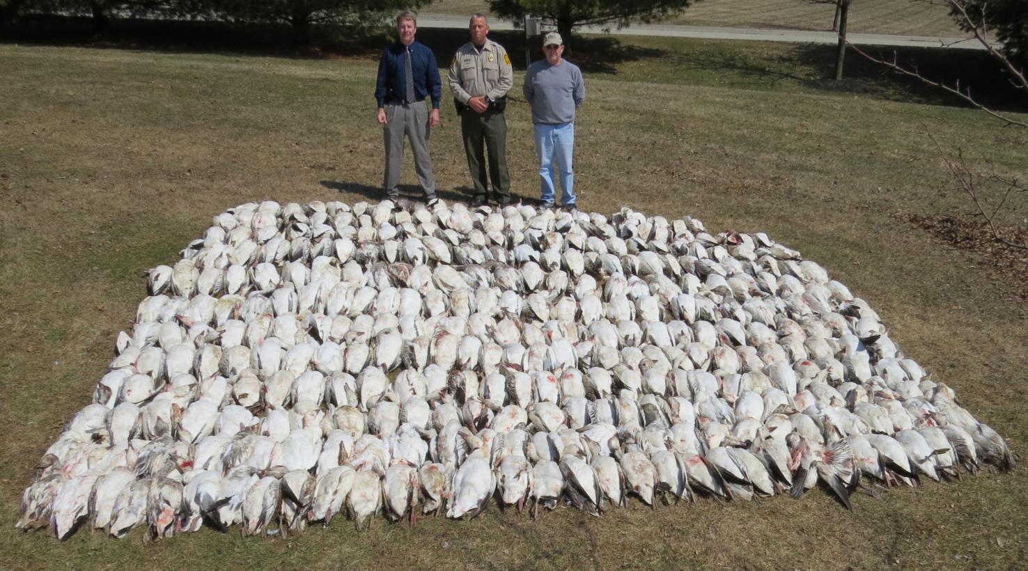 Hunters fined 55,000 for killing 265 snow geese over the legal limit