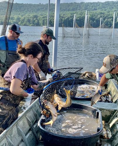 At Middle Creek Lake, thousands of invasive carp are being evicted to save  native species, Outdoors
