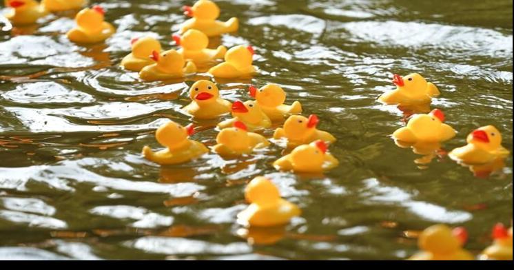 35th Annual Rubber Duckie Race & Festival | Sponsored Content ...