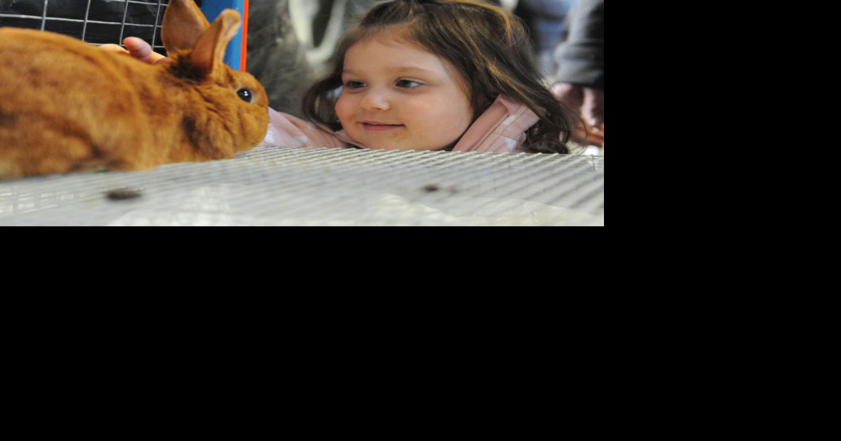 Pennsylvania Farm Show denies claims that rabbits will be euthanized