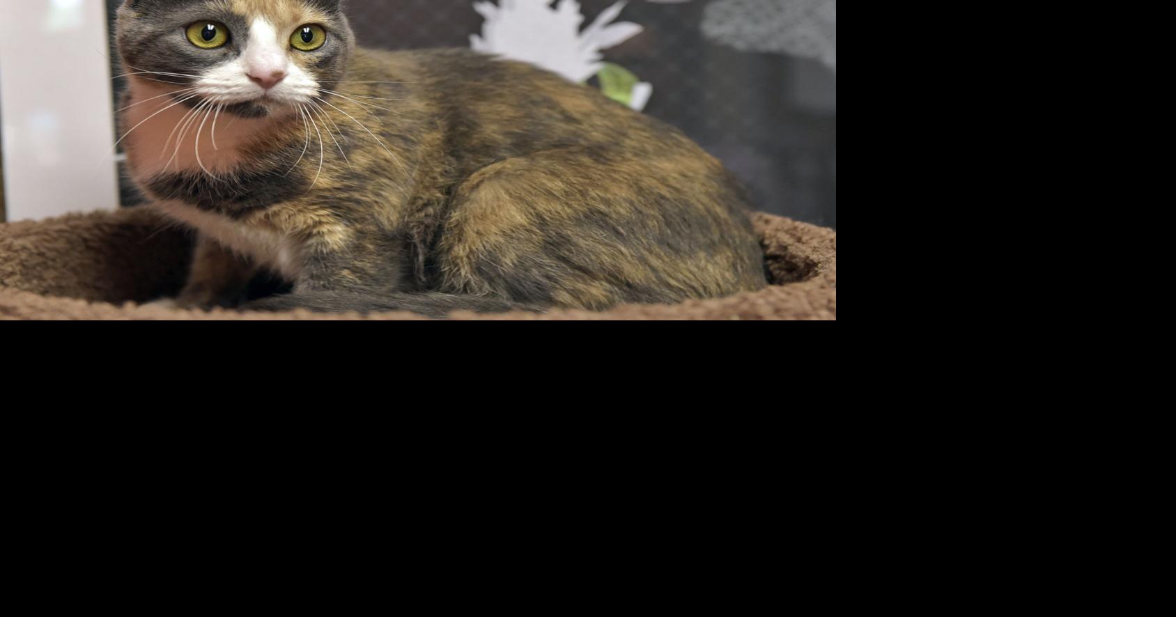 Pet of the week Highfiving cat named Scout is looking for a forever