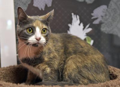 Pet Of The Week High Fiving Cat Named Scout Is Looking For A