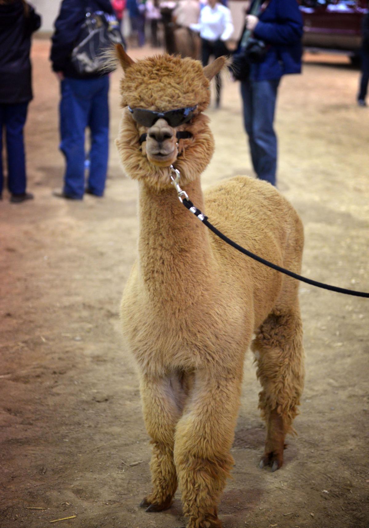 Pa Gun Shows >> Alpacas finally get their day to shine at Farm Show ... Pa Gun Shows >> Alpacas finally get their day to shine at Farm Show ...