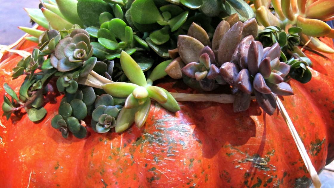 Make a pumpkin planter, design a butterfly garden: 68 things for plant people to try in October | Home & Garden