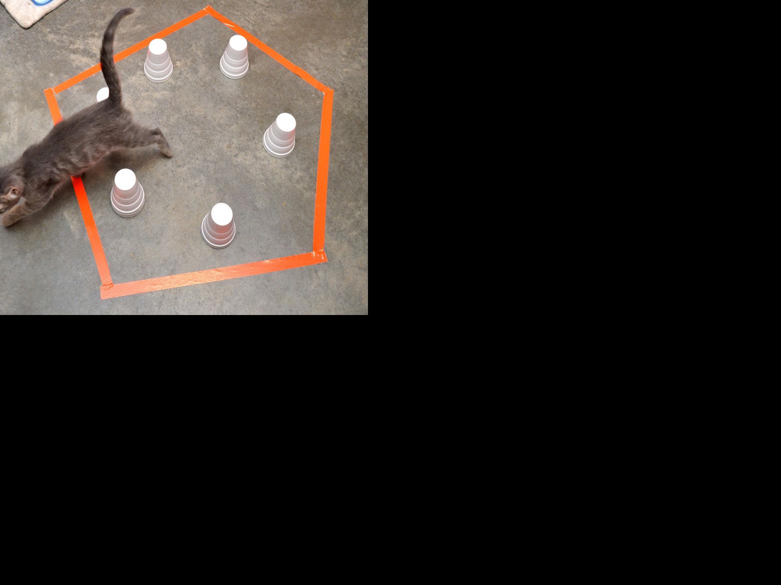 Cats in circles: Does Internet meme live up to the hype? | Food