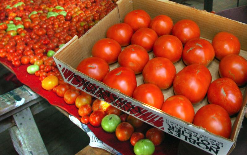 Festival pays tribute to Washington Boro tomatoes Food