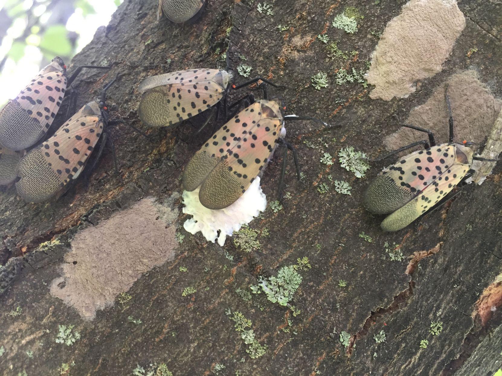 Spotted lanternfly quarantine zone expanded by dozen Pa. counties [map