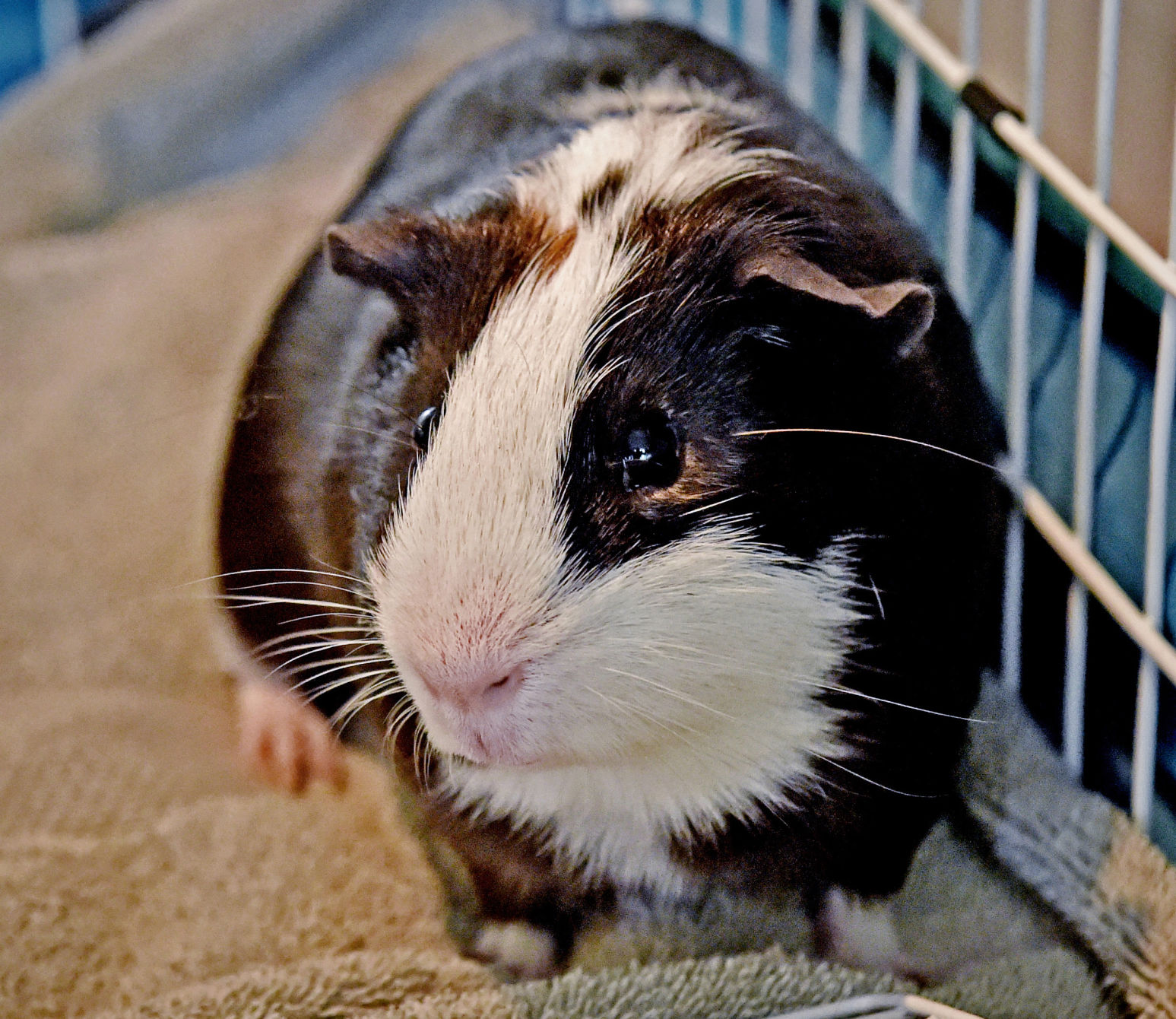 5 month store old guinea pig