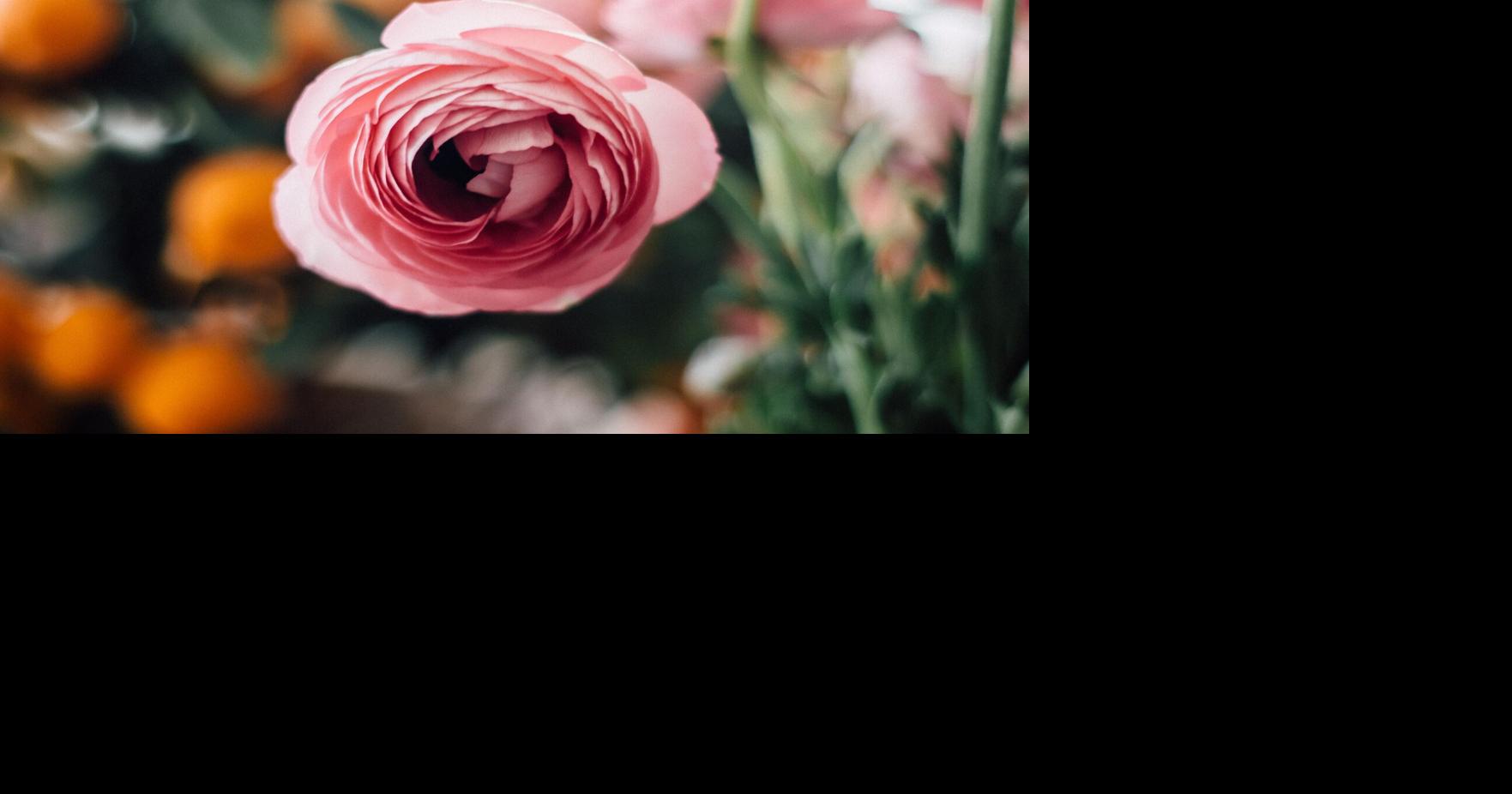 5 chances to learn about gardening, make something plant-themed in February