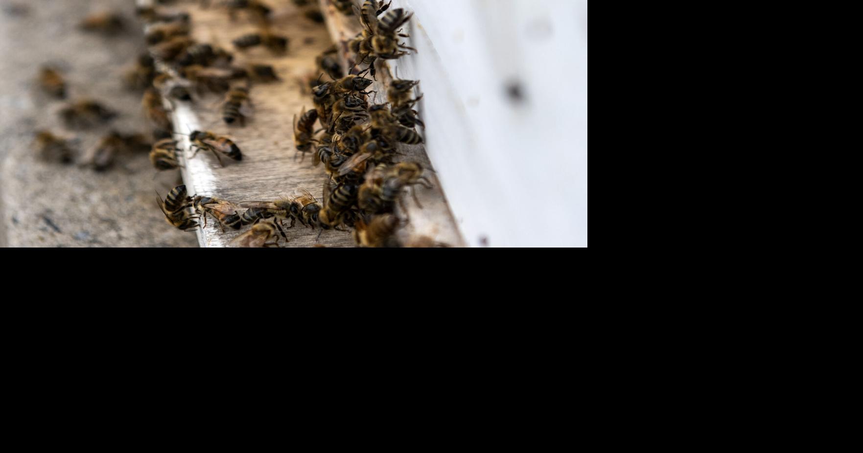 Lancaster's Youngest Beekeeper