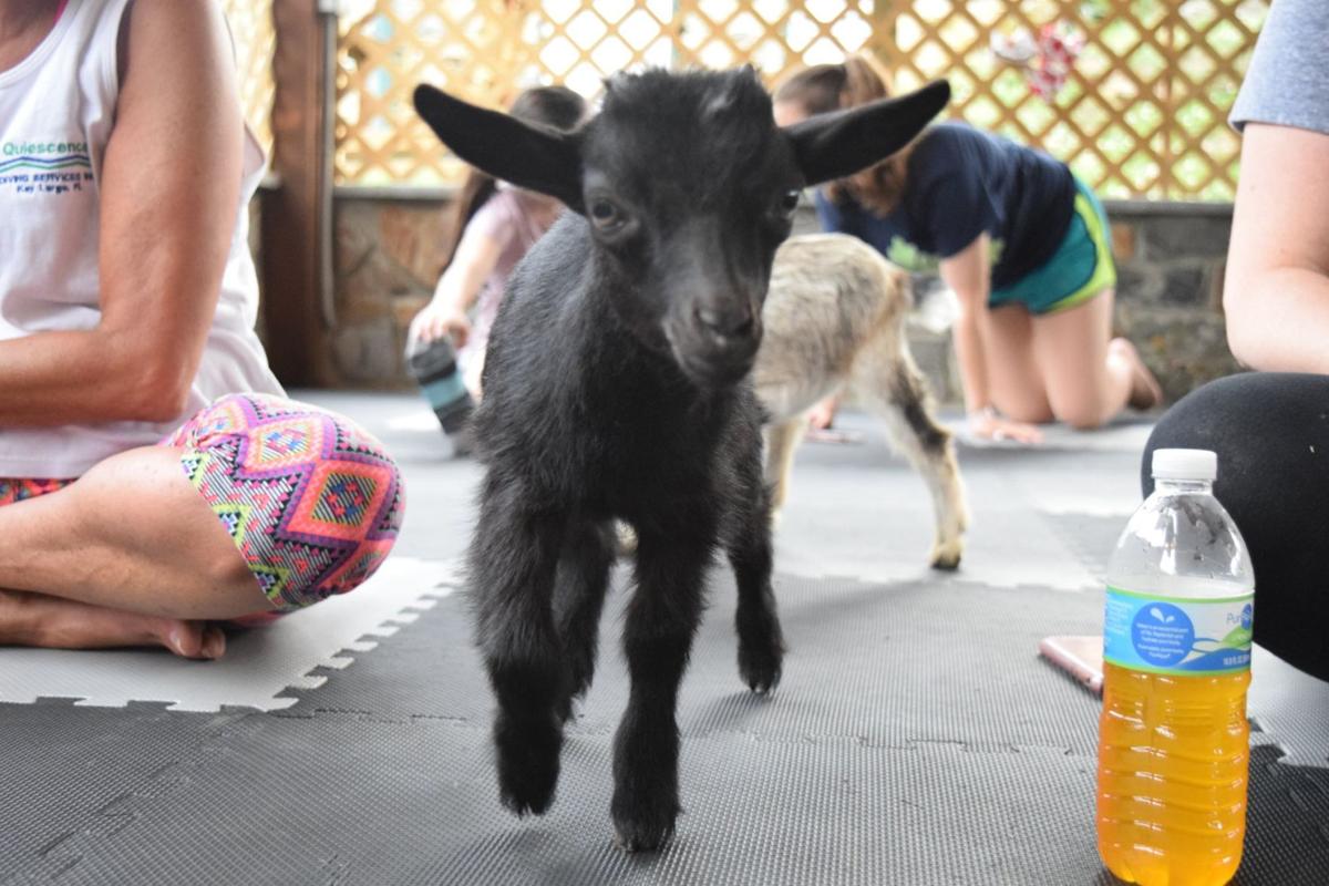 Goat yoga, starring 14 baby pygmy goats, is baack in Lancaster County