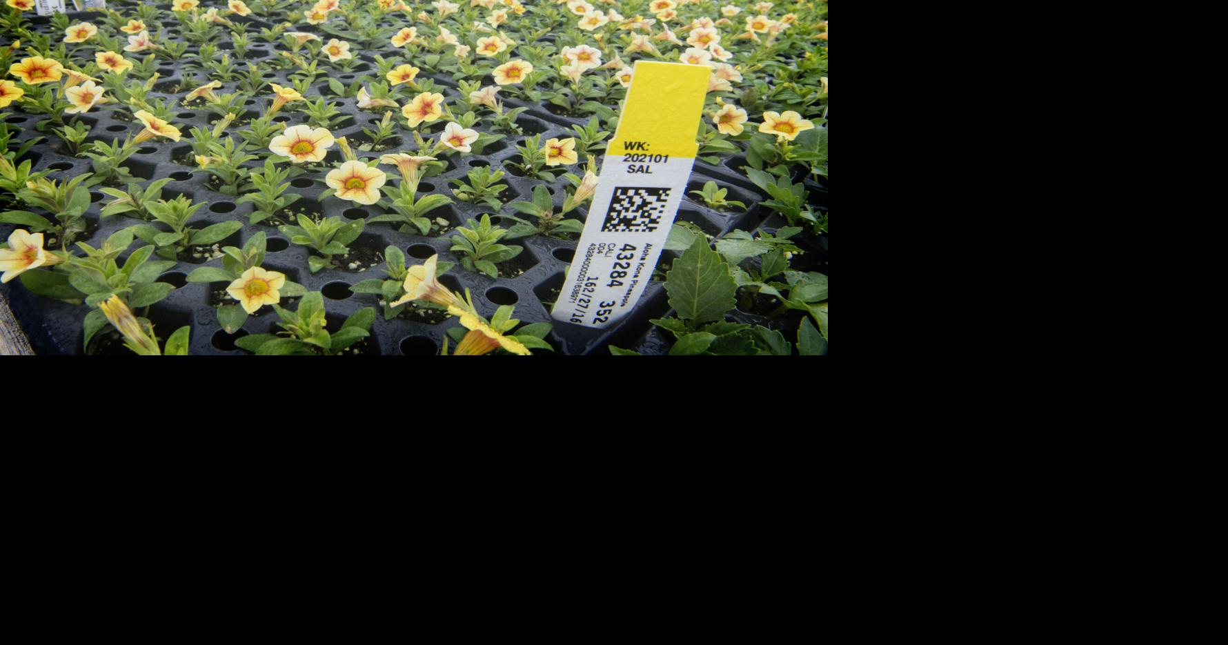 Ready for spring? Take a look inside the Ephrataarea greenhouses