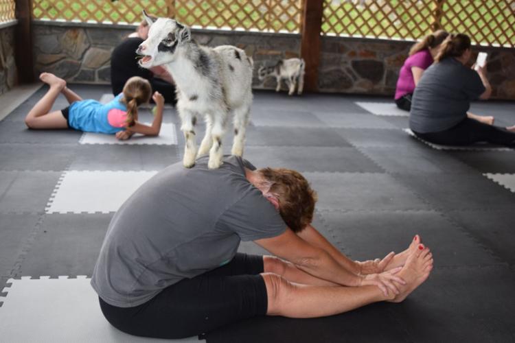 Goat yoga
