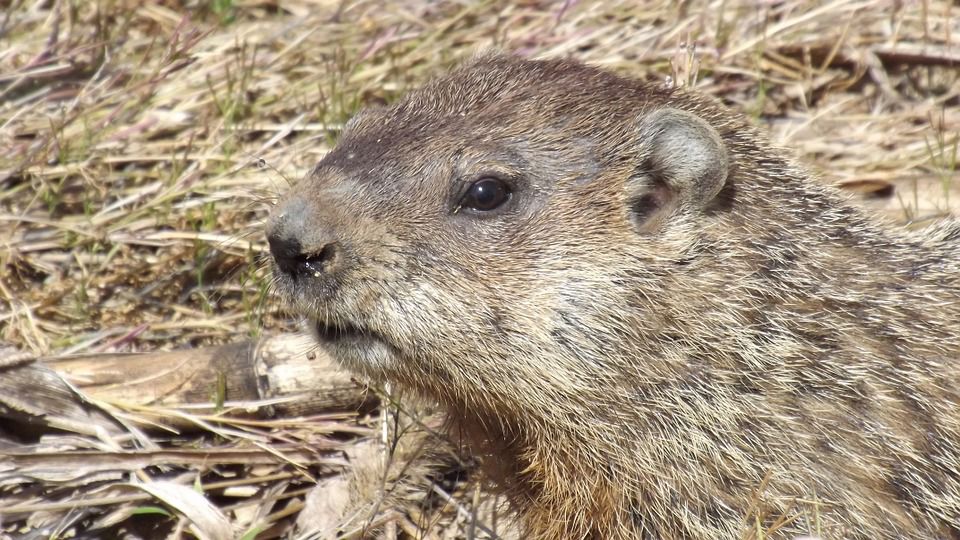 Park Program Looks At What Else Groundhogs Do Besides Forecast The Groundhog