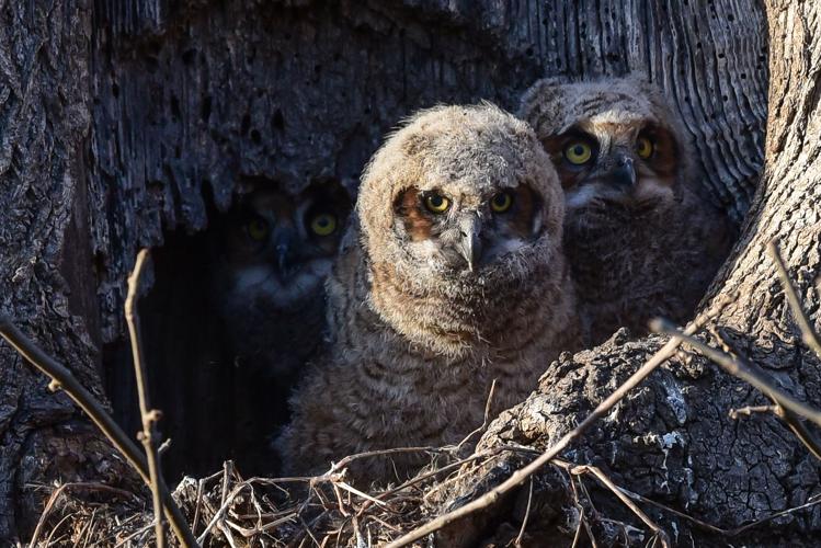 Where to watch great horned owls nesting in Ephrata, Mount Joy Life