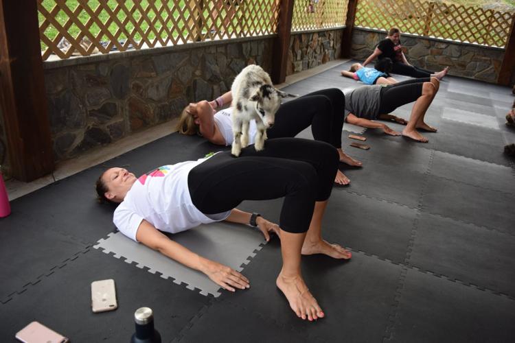 Goat yoga
